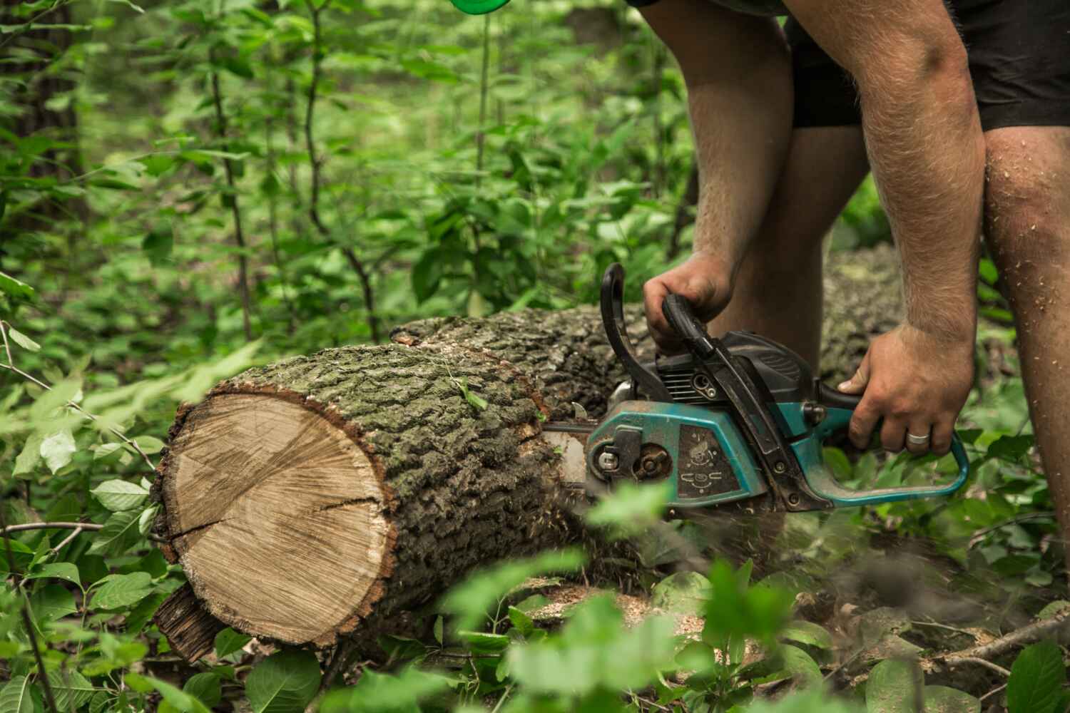 Tree Root Removal in Seco Mines, TX